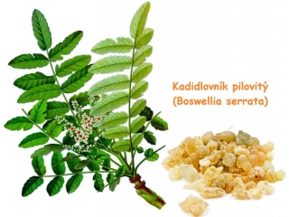 Kadidlovník pilovitý - klouby, imunita, vitalita